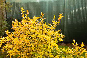 yellow leaves