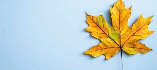 Soothing minimalist white background adorned with elegant abstract autumn elements