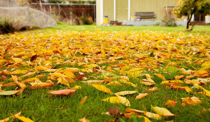carpet of leaves