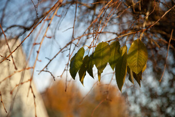 the last leaves left