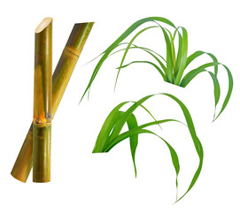 Single object of Sugar cane isolated on white background