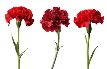Set beautiful red carnation isolated on white background. Hand-drawn with effect of drawing in watercolor