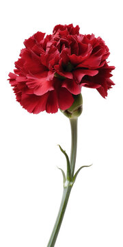  beautiful red carnation isolated on white background. Hand-drawn with effect of drawing in watercolor