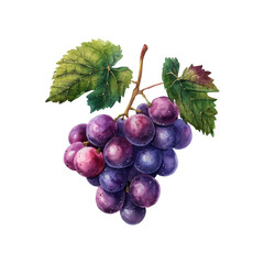 cute grape fruit vector illustration in watercolour style
