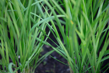 Close-up of young green wheat growing in the garden. Selective focus.