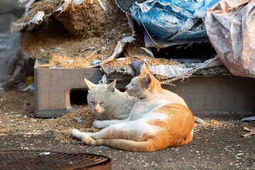 Homeless cats sleep on the street 