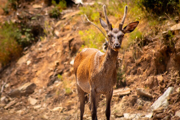 Naklejka na ściany i meble Un ciervo joven en el Parque Nacional de Monfragüe, Cáceres.