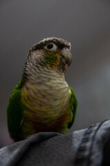 close up of a parrot