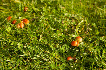 mushrooms in grass