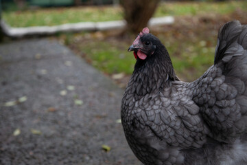 free range chickens