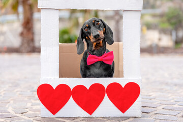 Cute dachshund dog in red bow tie behind podium decorated with hearts congratulates on Valentine Day Romantic date, outdoor wedding ceremony, festive atmosphere Pet street performance on the pavement