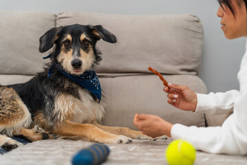 An attentive dog with a striking blue bandana shows surprise as it's being offered a treat by its...