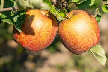 red jonagold apple on tree with leaves before harvest