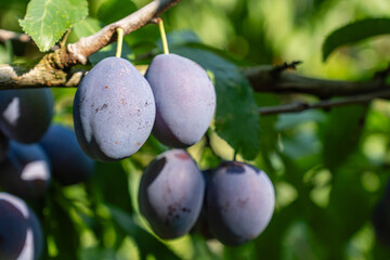Ripe plums hanging from tree branch ready to be harvested growing in garden during sunny day