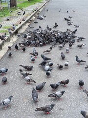 Pigeons in the park. Pigeons on the street.