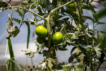 green tomato on a  tree branch in the sun