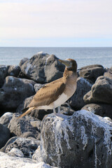 Brown Booby