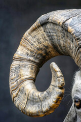 Majestic Spirals: A Ram's Horn's Epic Tale
