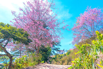 Cherry tree blooming along the roadside on the outskirts of Da Lat, Vietnam on a peaceful sunny...