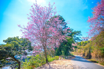 Cherry tree blooming along the roadside on the outskirts of Da Lat, Vietnam on a peaceful sunny spring morning