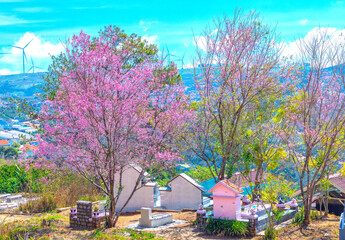 The cherry blossom tree blooms in a hillside cemetery on the outskirts of Da Lat, Vietnam on a...