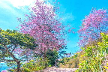 The cherry blossom tree blooms in a hillside cemetery on the outskirts of Da Lat, Vietnam on a beautiful, peaceful spring morning.