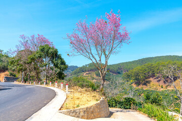 Cherry tree blooming along the roadside on the outskirts of Da Lat, Vietnam on a peaceful sunny...