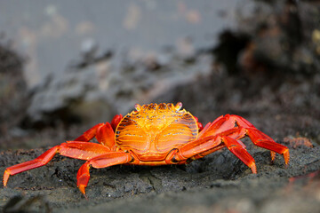 red crab on a rock