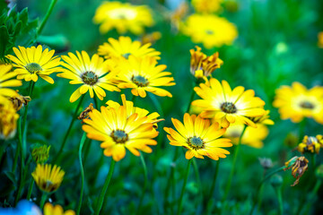 Beautiful African daisy ( Osteospermum Ecklonis ) flower plants in summer cottage garden.