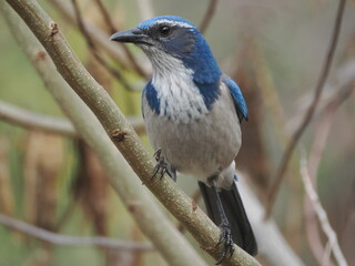 blue jay on a branch