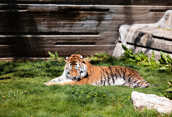 Tiger in Zoo aquarium Madrid 20.02.2024