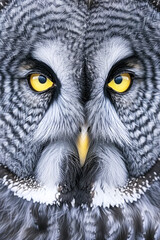 Obraz premium great horned owl