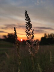 sunset over the field 