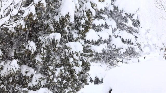 北海道の森林　冬の風景　雪景色　トドマツ