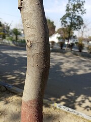Fototapeta premium tree in the park