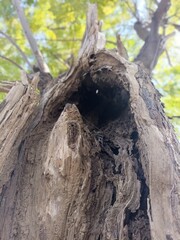 Fototapeta premium tree trunk with roots