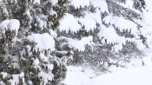 北海道の森林　冬の風景　雪景色　トドマツ