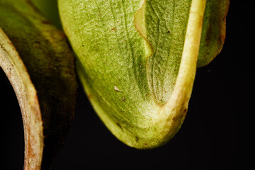 Fascinating close-up of Nepenthes pitcher plant's leaf tip, forming an upward-swelling green...