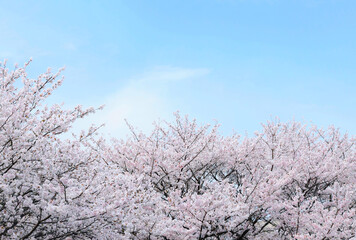 満開の桜と青空、さくら、染井吉野