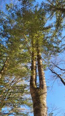 beautiful scenery and trees in the winter mountains