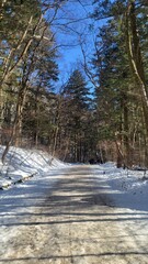 beautiful scenery and trees in the winter mountains