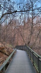Early in the winter, early in the morning, the forest road
