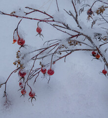 wild rose hips in snow