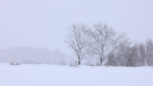 北海道　雪が降る森林　冬　イメージ