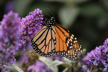 butterfly on flower