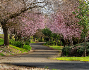 Rancho Cordova Green Belt