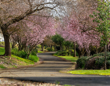 Rancho Cordova Green Belt