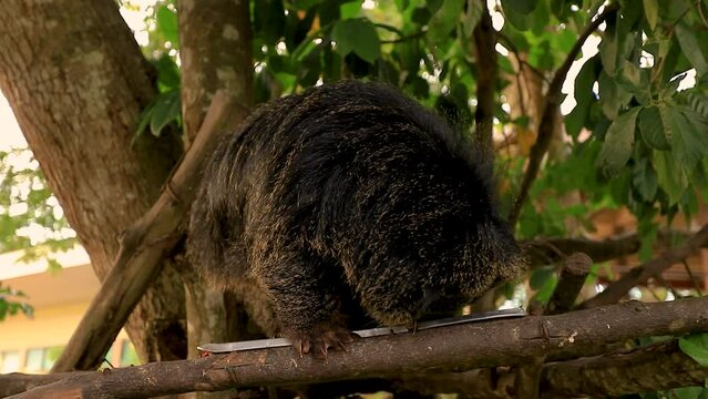 March 7, 2023 - Chonburi, Thailand. A bear cat eating bananas in a tree on a sunny afternoon.