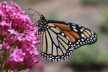 monarch butterfly on flower