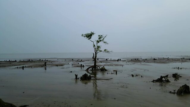 Isolated sea beach mangrove trees and low tide landscape